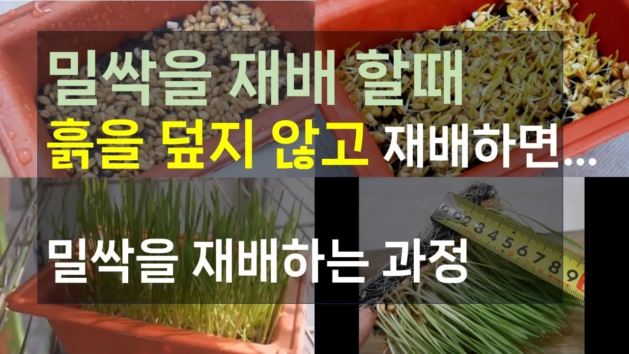 밀싹 재배 씨 뿌리기 발아 촉진 주기적 수확_7