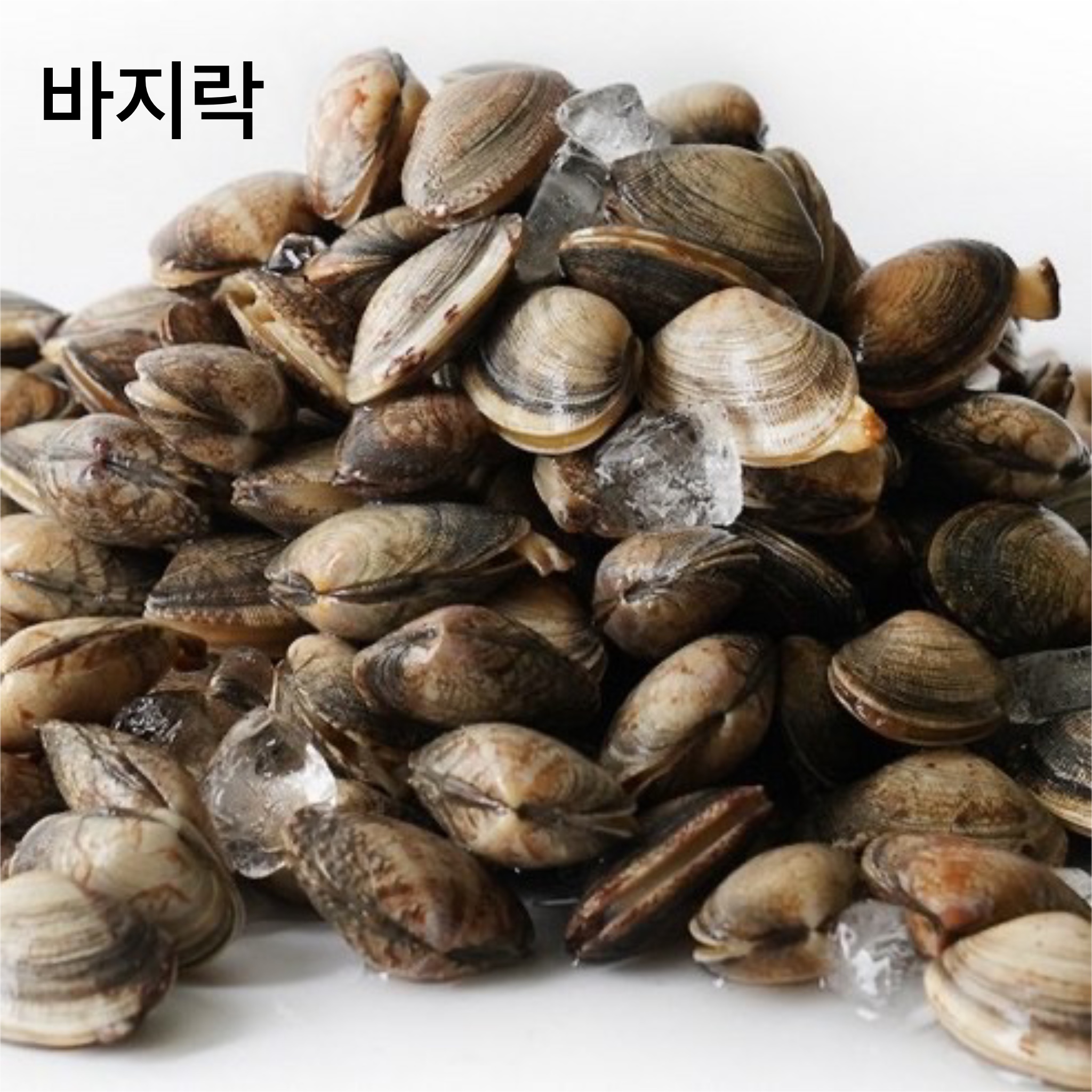 2월 제철재료 바지락
바지락