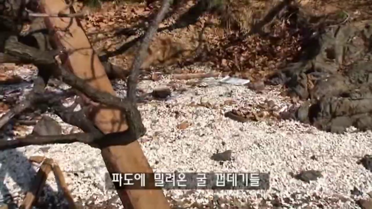 해안 바닥에 쌓여 있는 굴 껍데기