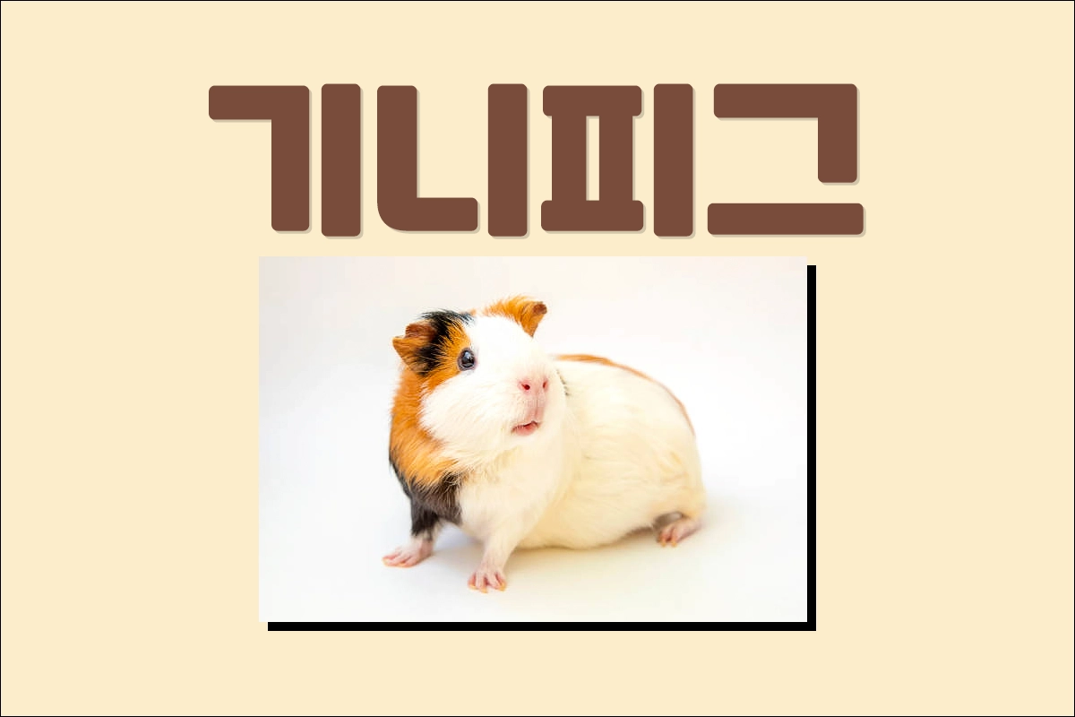 기니피그 (Guinea pig)