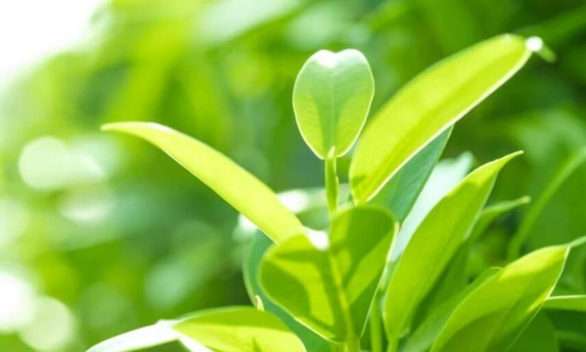 돈 들어오는 식물 크루시아