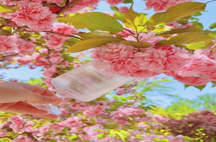 남이섬 벗꽃놀자 축제 (출처:한국관광공사)