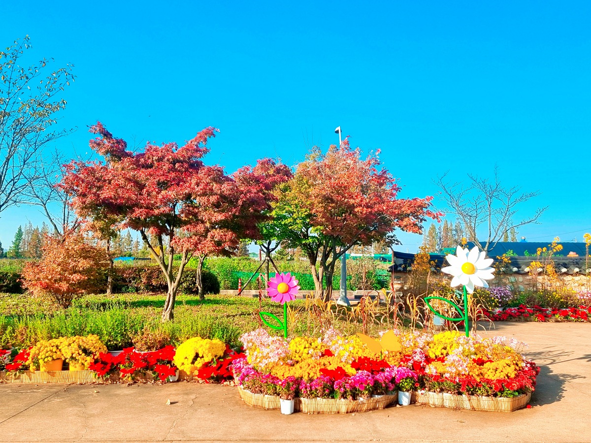 2024 인천 계양 아라온 가을꽃 전시회, 국화 축제(~11.10.): 야경, 아라뱃길, 전통놀이 체험