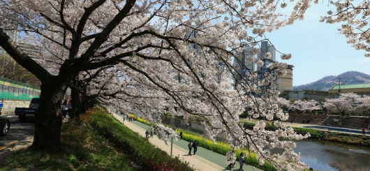 부산벚꽃