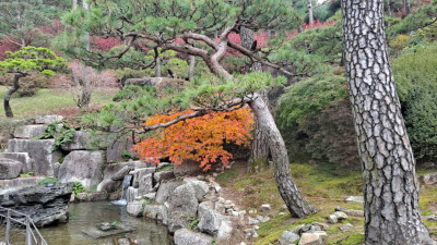 단풍명소_화담숲_소나무정원