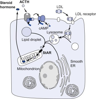 스테로이드는 어떻게 작용하는가?