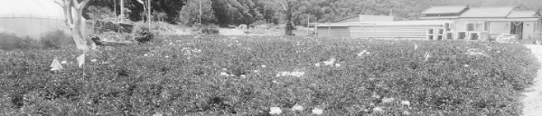 꽃봉오리 제거 시기 중요