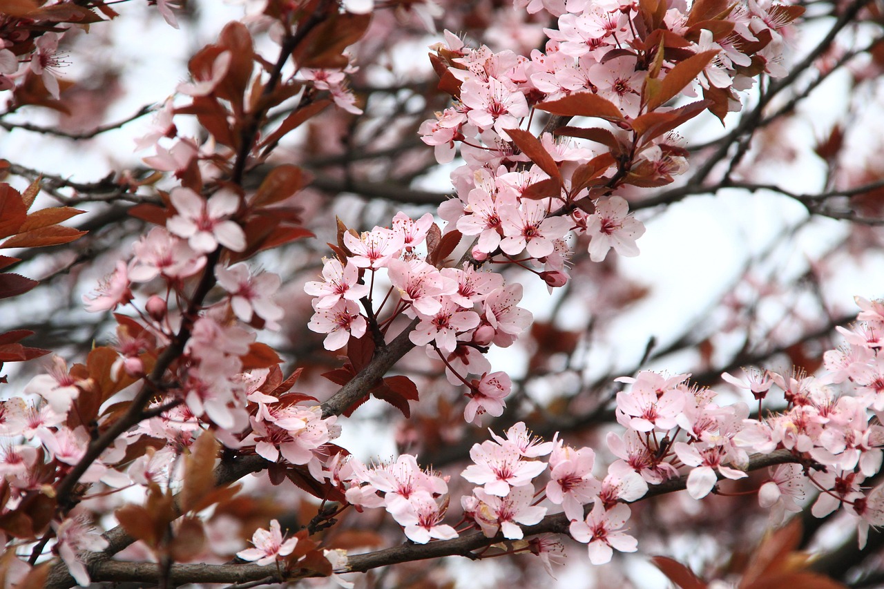 2025 일본 벚꽃 개화 시기🌸 도쿄&middot;오사카&middot;교토 명소 추천!