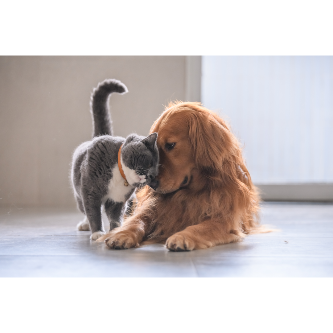 성견과 성묘 합사하기