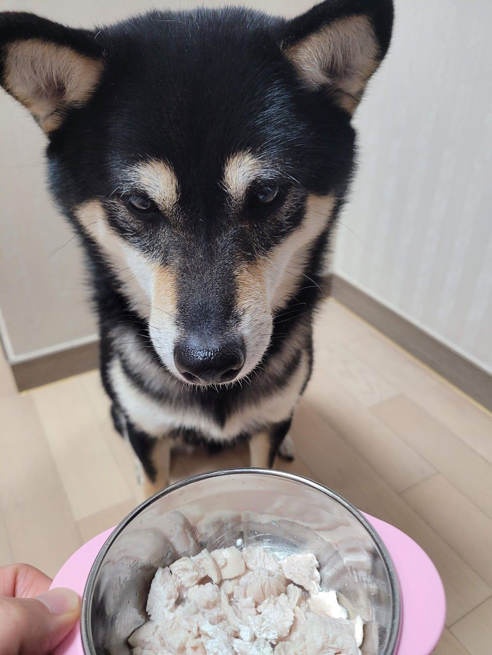 그릇에 들은 간식을 먹으려고 기다리는 강아지
