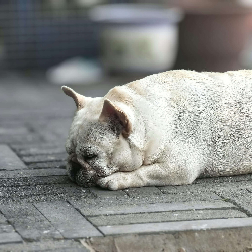 강아지 암 종류와 초기증상 총정리