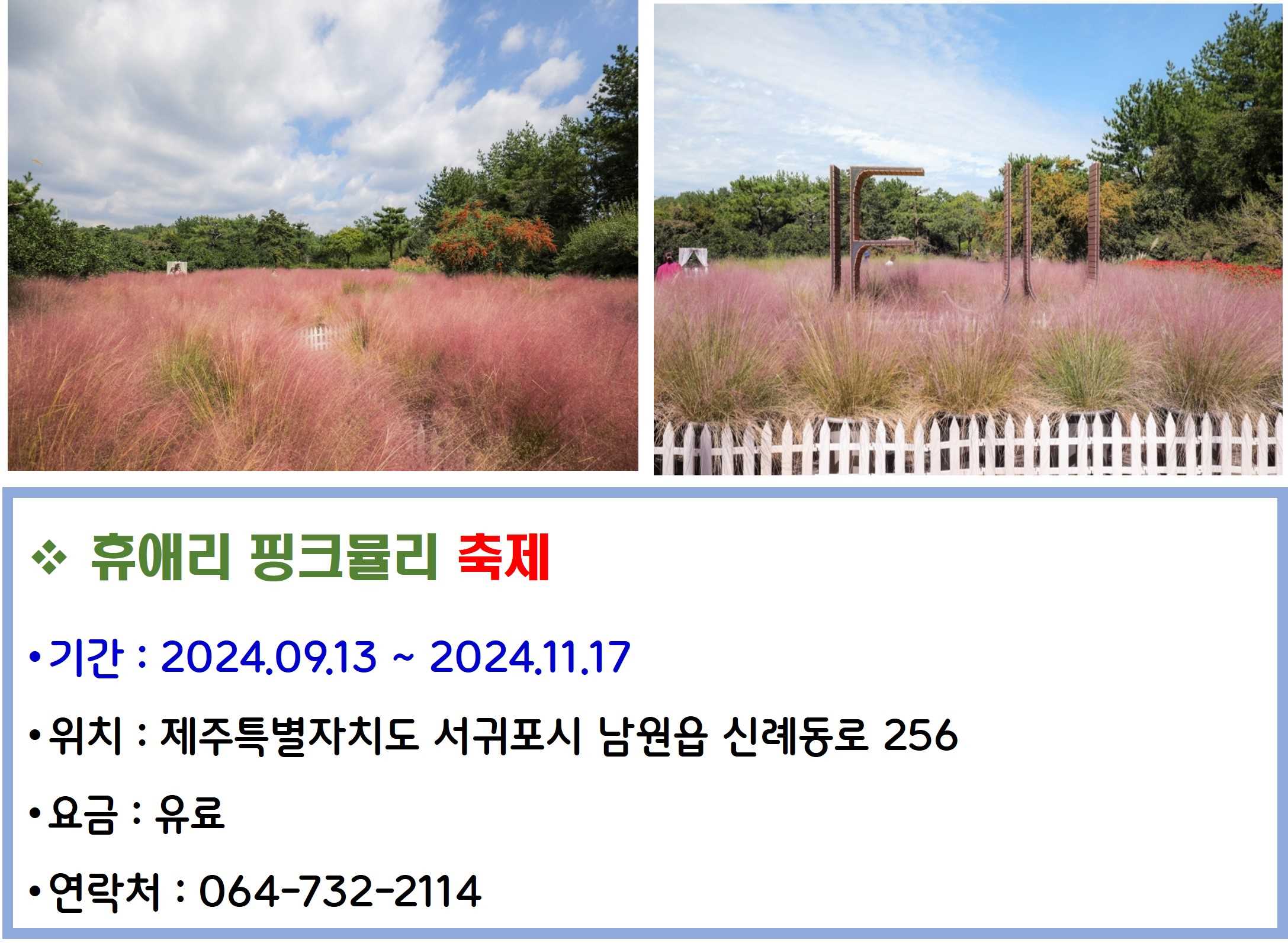 휴애리 핑크뮬리 축제