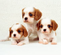 강아지 꿈해몽 개꿈 의미