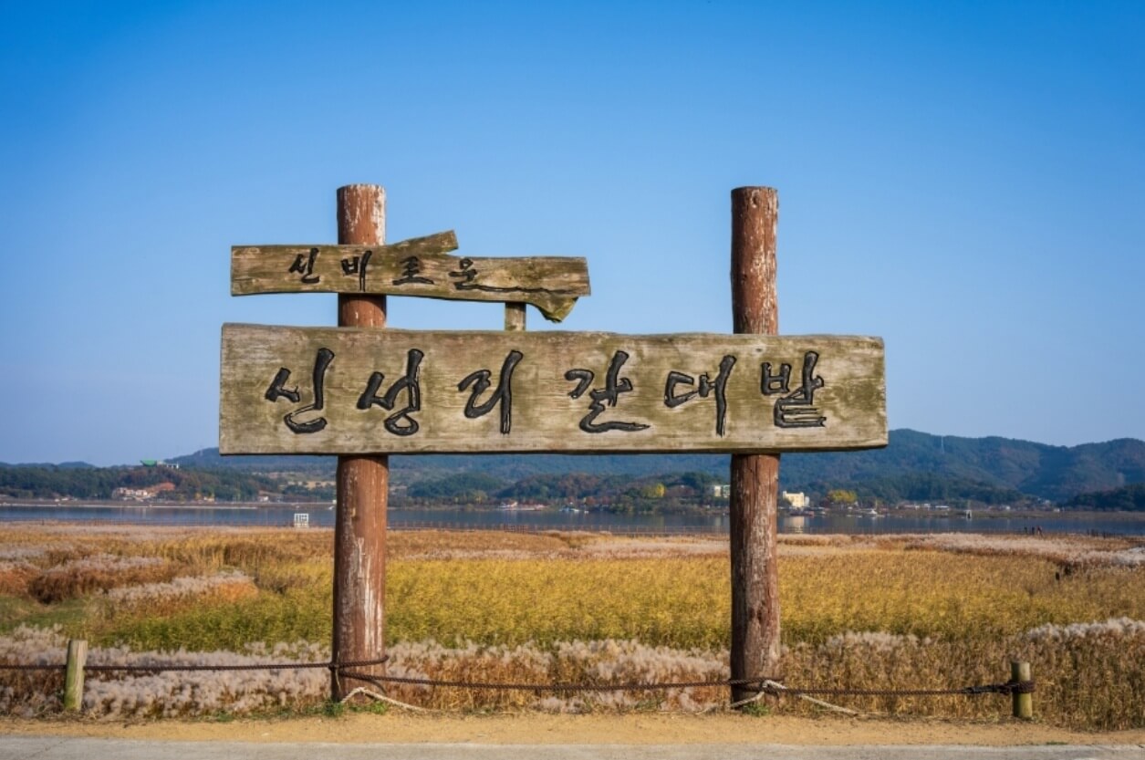 서천 가볼만한곳 베스트10 신성리 갈대밭