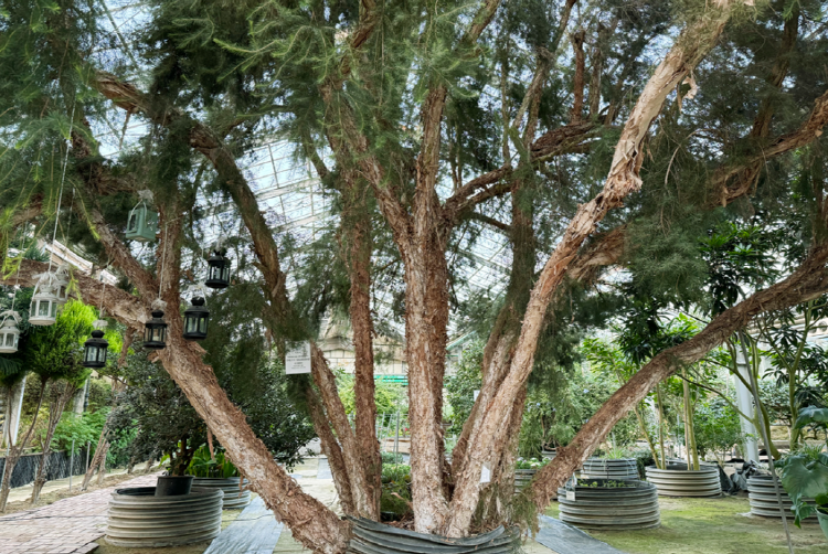 아산 세계꽃식물원