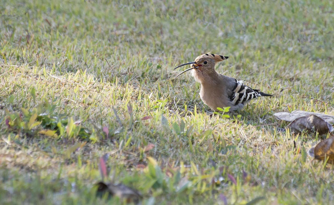 산책 중 우연히 만난 후투티, 처음 보는 새의 정체를 알아가는 과정
