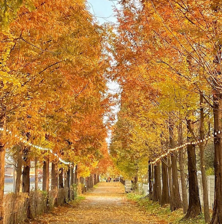 피나클랜드 수목원 계절_가을 Autumn