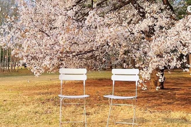 남이섬 – 한류 감성과 자연이 어우러진 핫플레이스