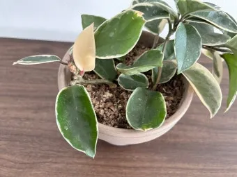 호야 키우기 꽃피우기 번식법 알고 물주기_10