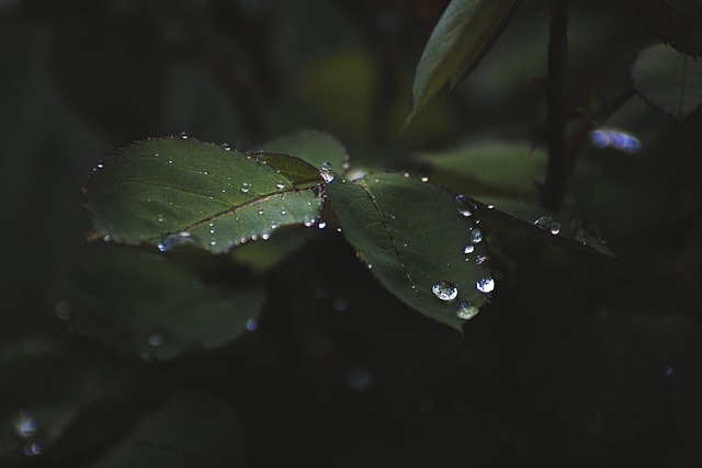 부천 장미축제 날짜 및 장소&middot;야간조명 총정리 15