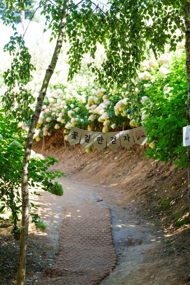용설-수국축제-꽃길만-걷자