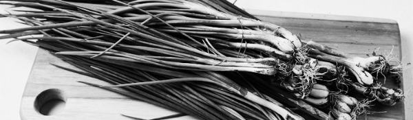 대파 모종 심는 시기, 대파 모종 심는 방법: 토양 준비