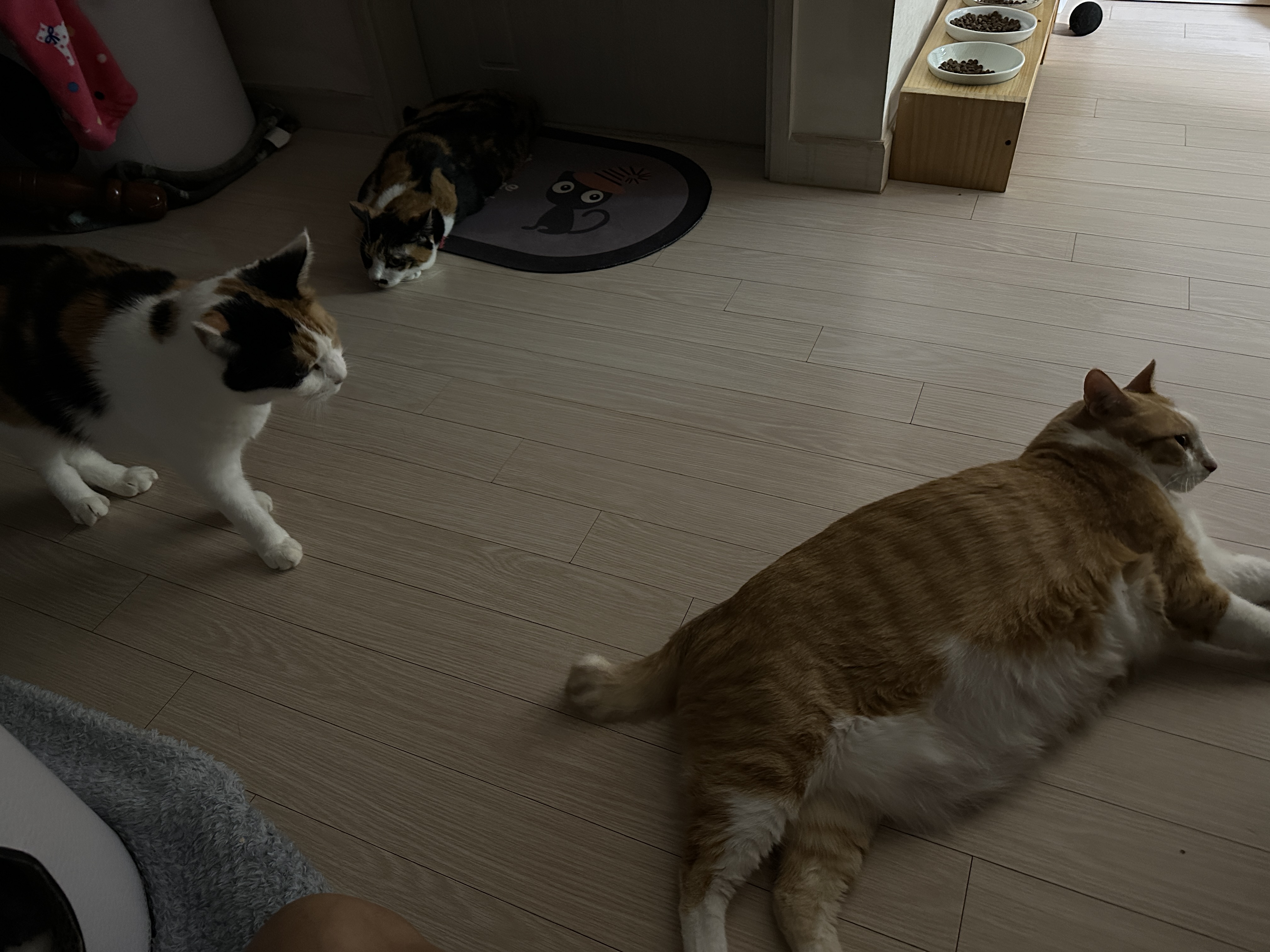 퇴원하고_온_호야가_궁금한_요미