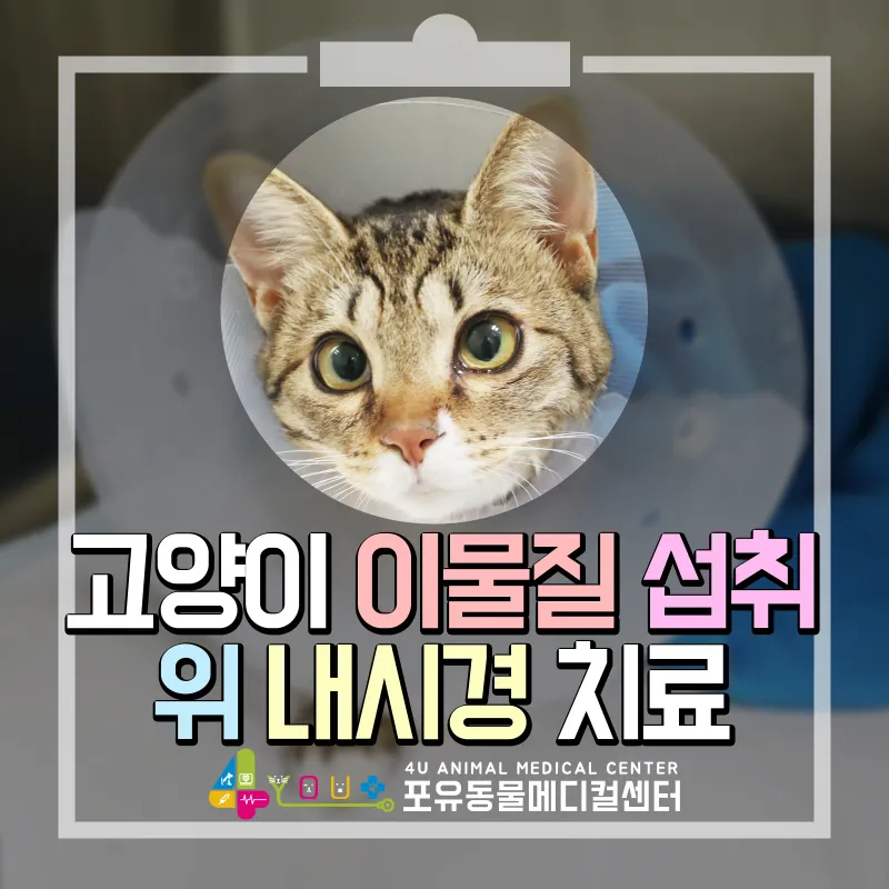 "고양이