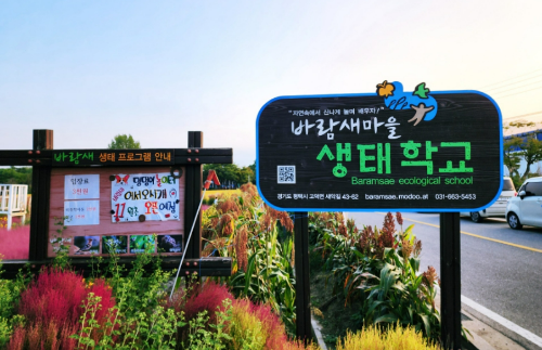 평택_바람새마을_핑크뮬리_명소