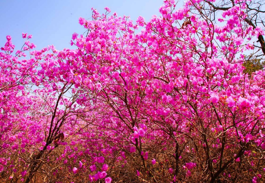 진달래꽃 명소 강화 고려산