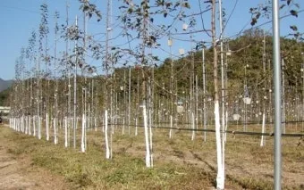 겨울 월동 준비 보온자재 덮개 동해 예방 물주기 조절_25