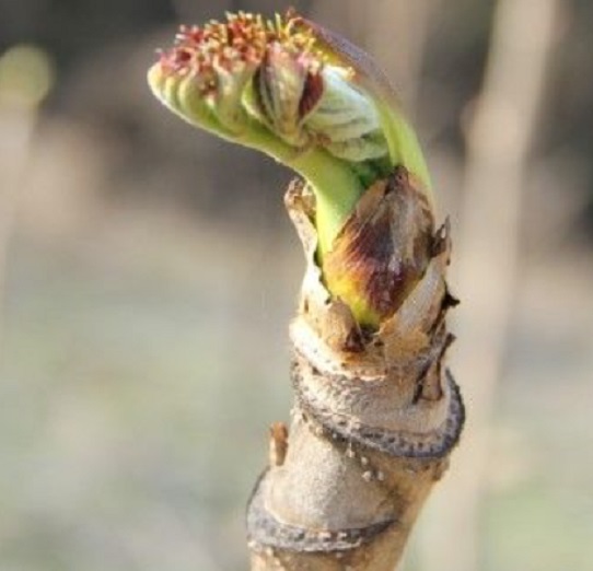 6시내고향-두릅-충북-청주-정도두릅영농조합