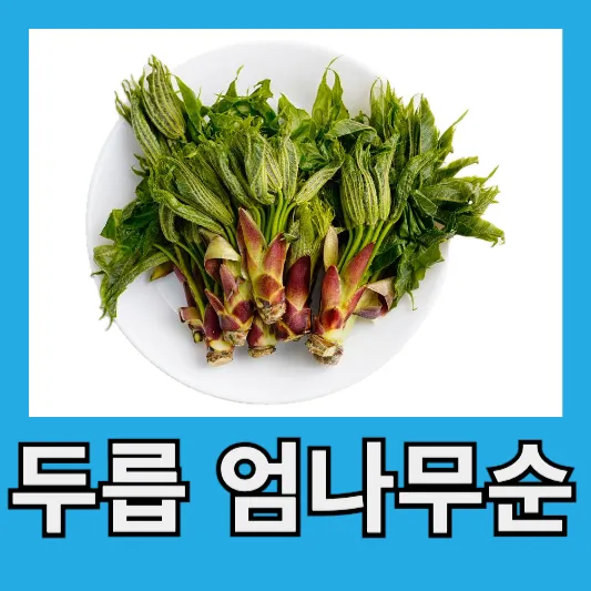 직장인 봄철 참두릅 땅두릅 개두릅 두릅 엄나무순 두릅 효능 섭취방법