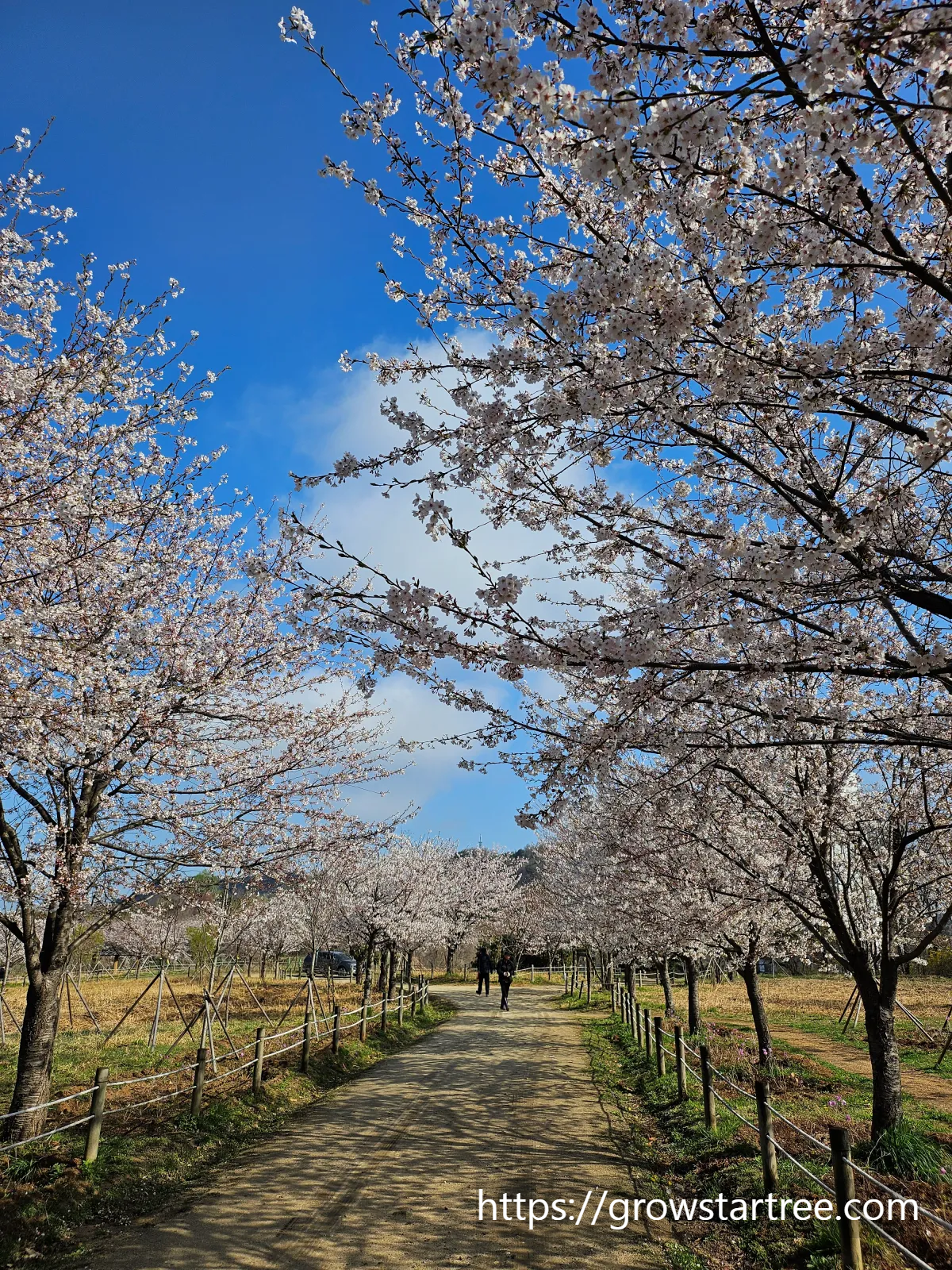 인천 연수구 봉재산 벚꽃