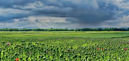 서울시 도시농업 공고 모음 관련 사진