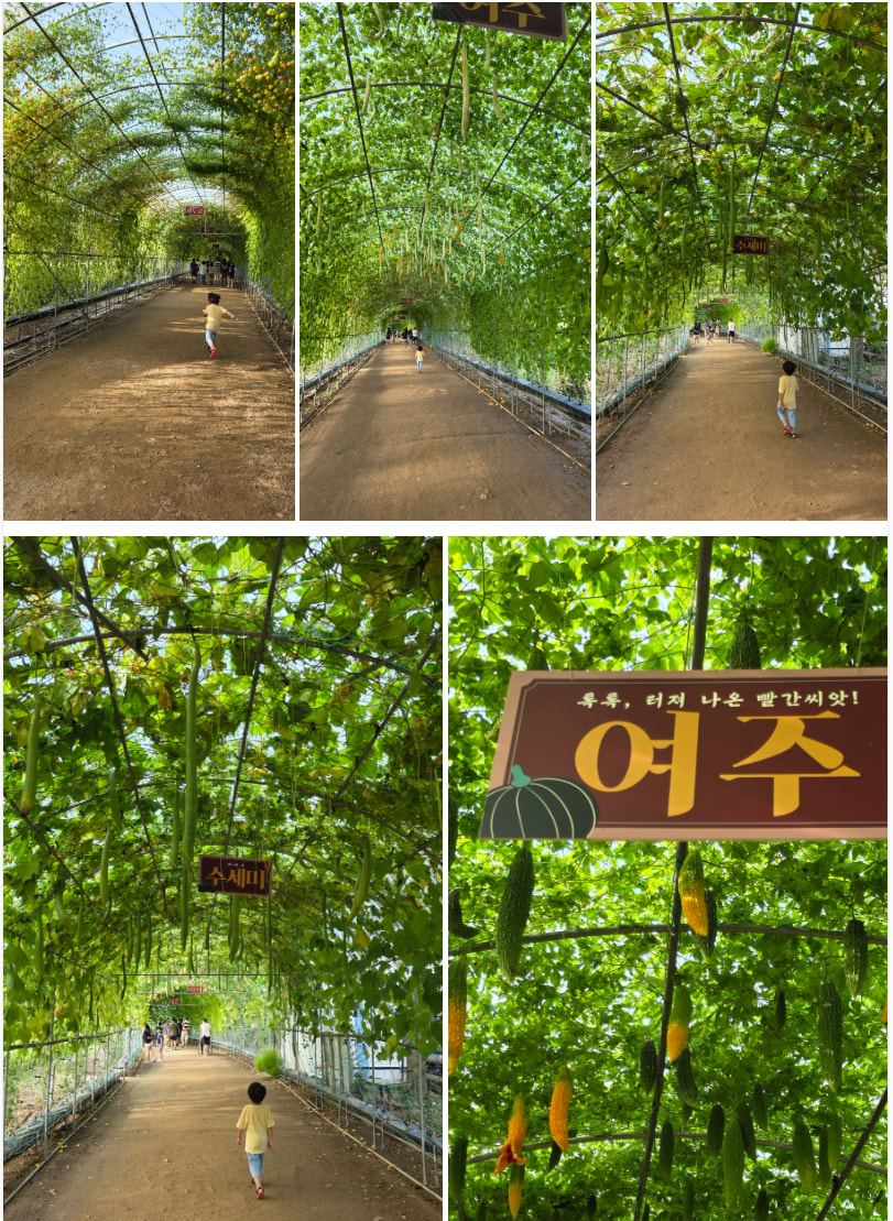 자라섬 (2025 꽃 페스타)