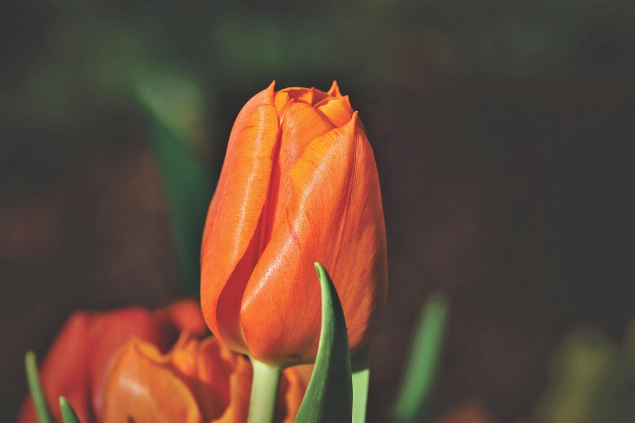 태안 튤립축제 태안 세계튤립꽃박람회