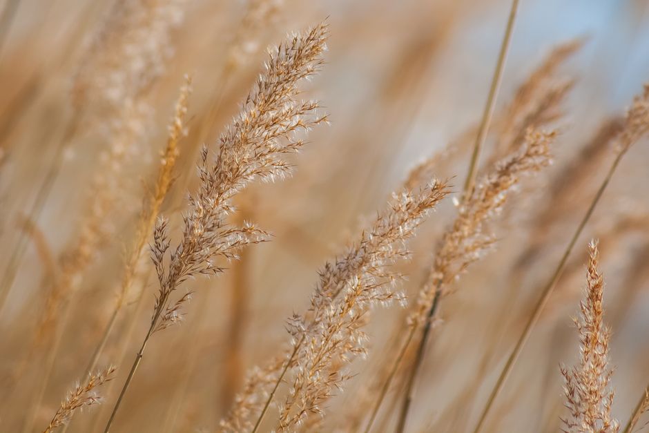 Close-up of golden grasses swaying gently in the wind under natural light.