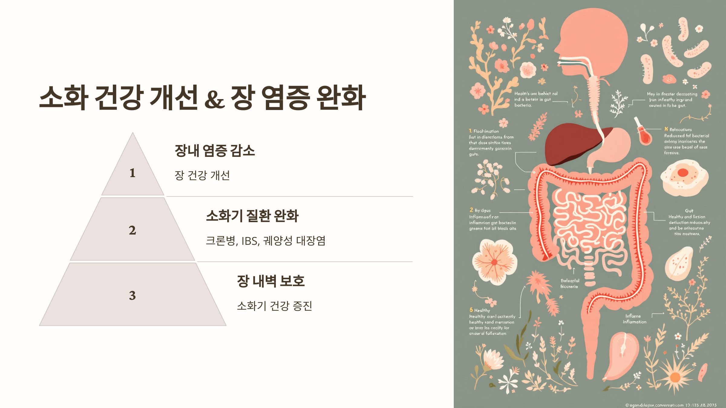 보스웰리아와 관련된 사진입니다.