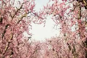 벚꽃