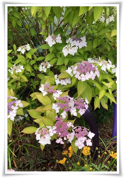 "산수국" 아름다운 매력을 한껏 간직하고 있는 여름 대표 꽃!