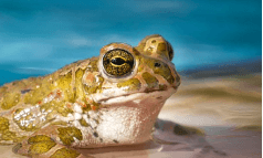 사막이나 황무지에 개구리가 있는 꿈해몽