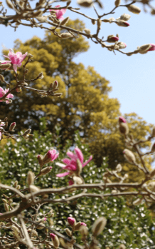 천리포수목원 목련축제