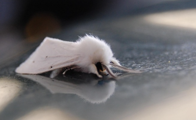 미국흰불나방의 모습