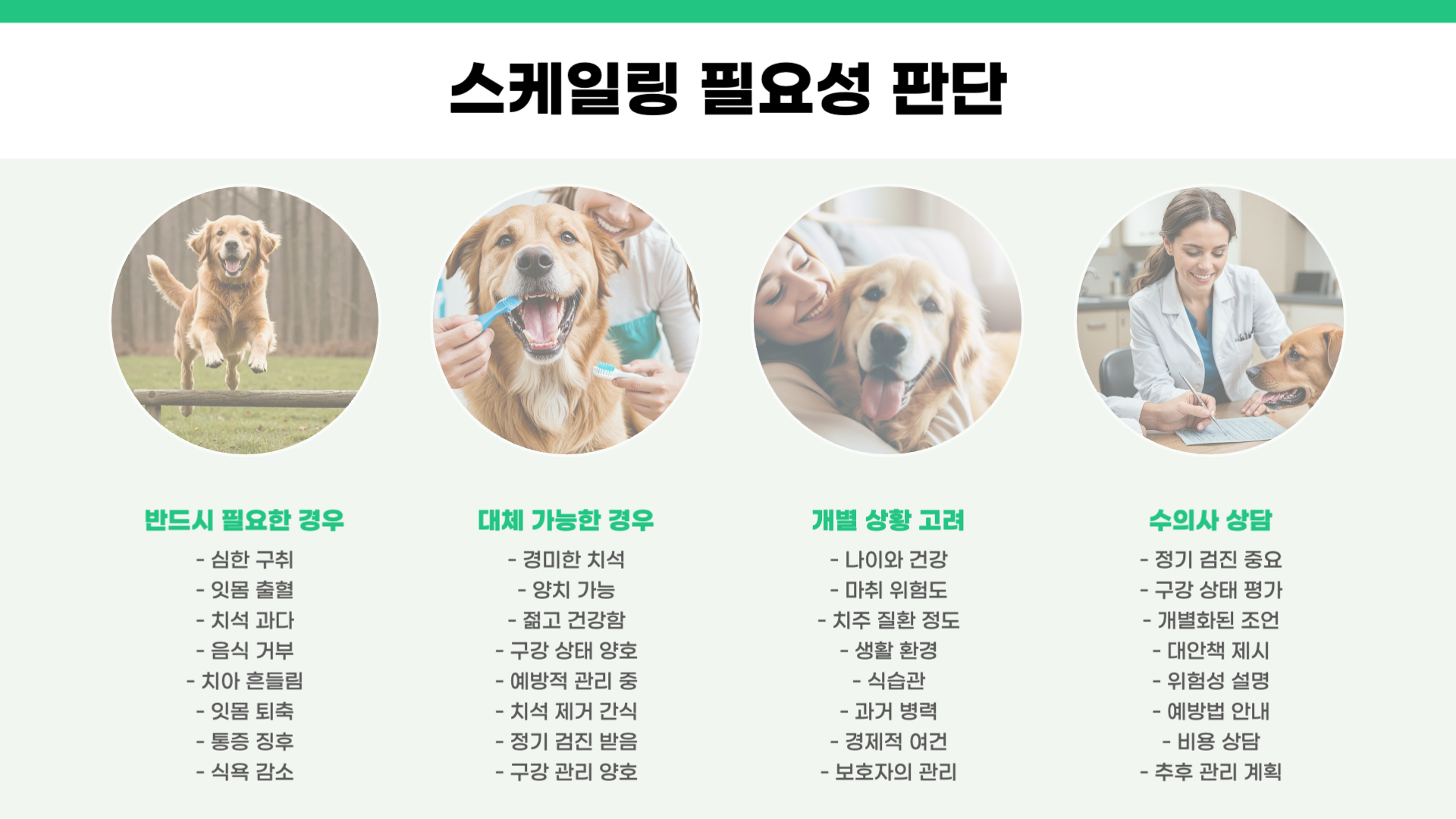 강아지 스케일링 주기 비용