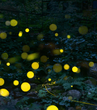화담숲 예약 입장료 맛집 [모노레일]