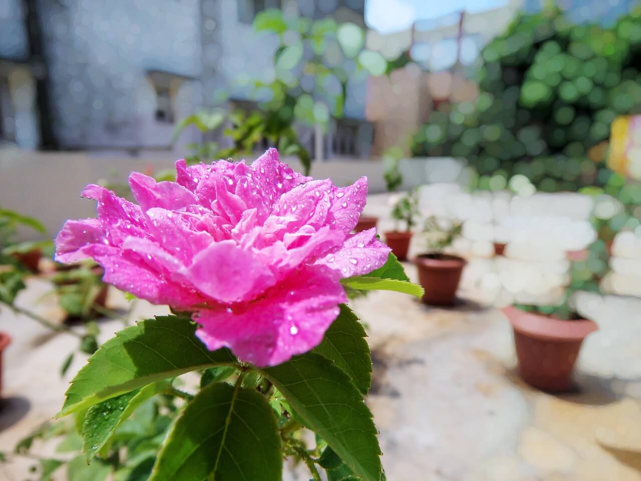 도시 옥상에 텃밭을 만들다: 자동 물주기 시스템 분석