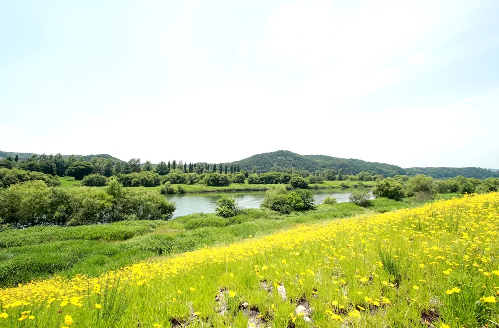 여주 여강길 3코스 초반, 굴암지구공원에 만개한 금계국이 핀 여강의 풍경