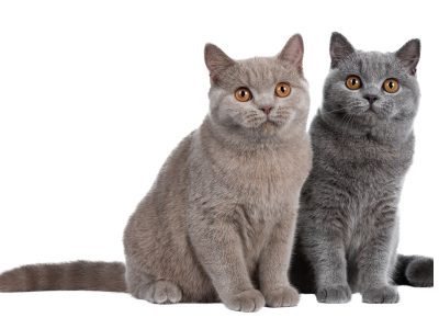 고양이가 다치는 꿈 해몽 의미 꿈풀이