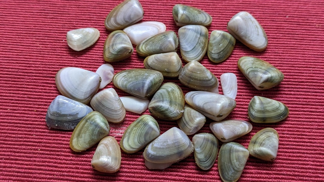 Clam